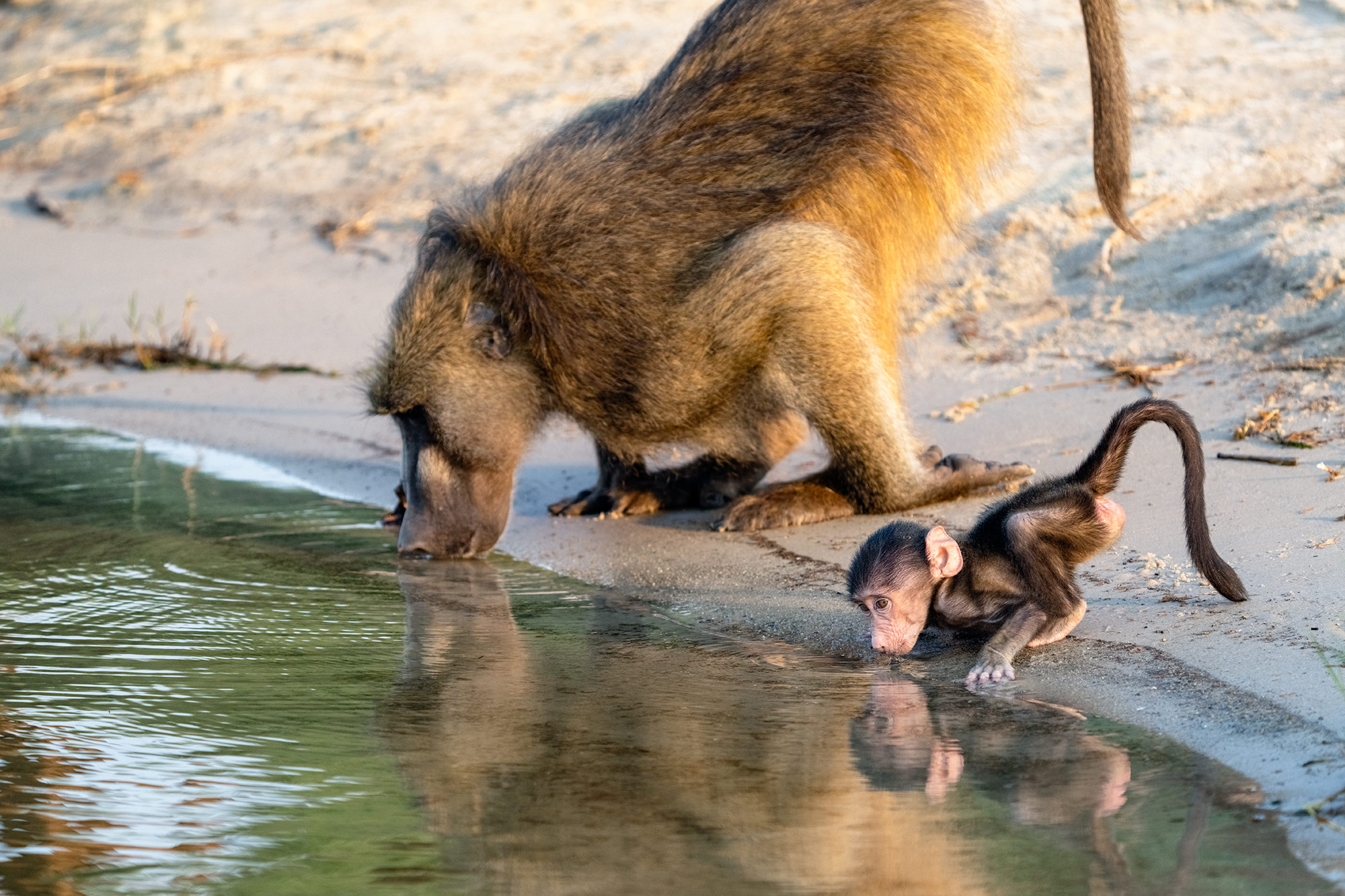 Paviane trinken Wasser am Chobe Fluss in Botswana, fotografiert auf einer Fotosafari