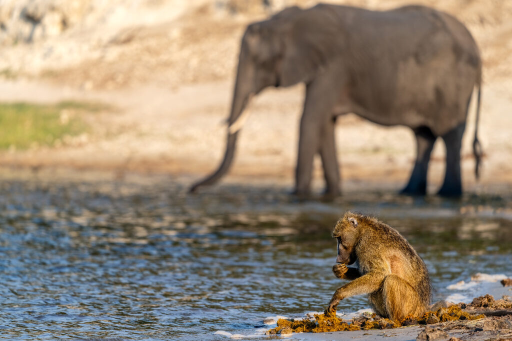 Pavian frisst Elefantenkot auf einer Fotoreise in Botswana - Chobe