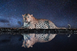 Zululand Fotosafari und das Bild eines Leoparden in der Nacht am Wasserloch in Südafrika.