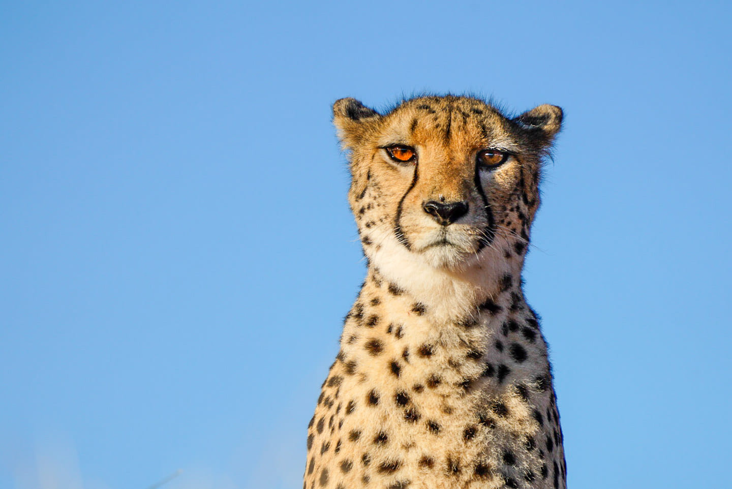Hier seht ihr nur ein paar von etlichen Bildern, die wir heute Morgen von fünf Geparden aufgenommen haben. Fotoworkshop in der Wildnis.