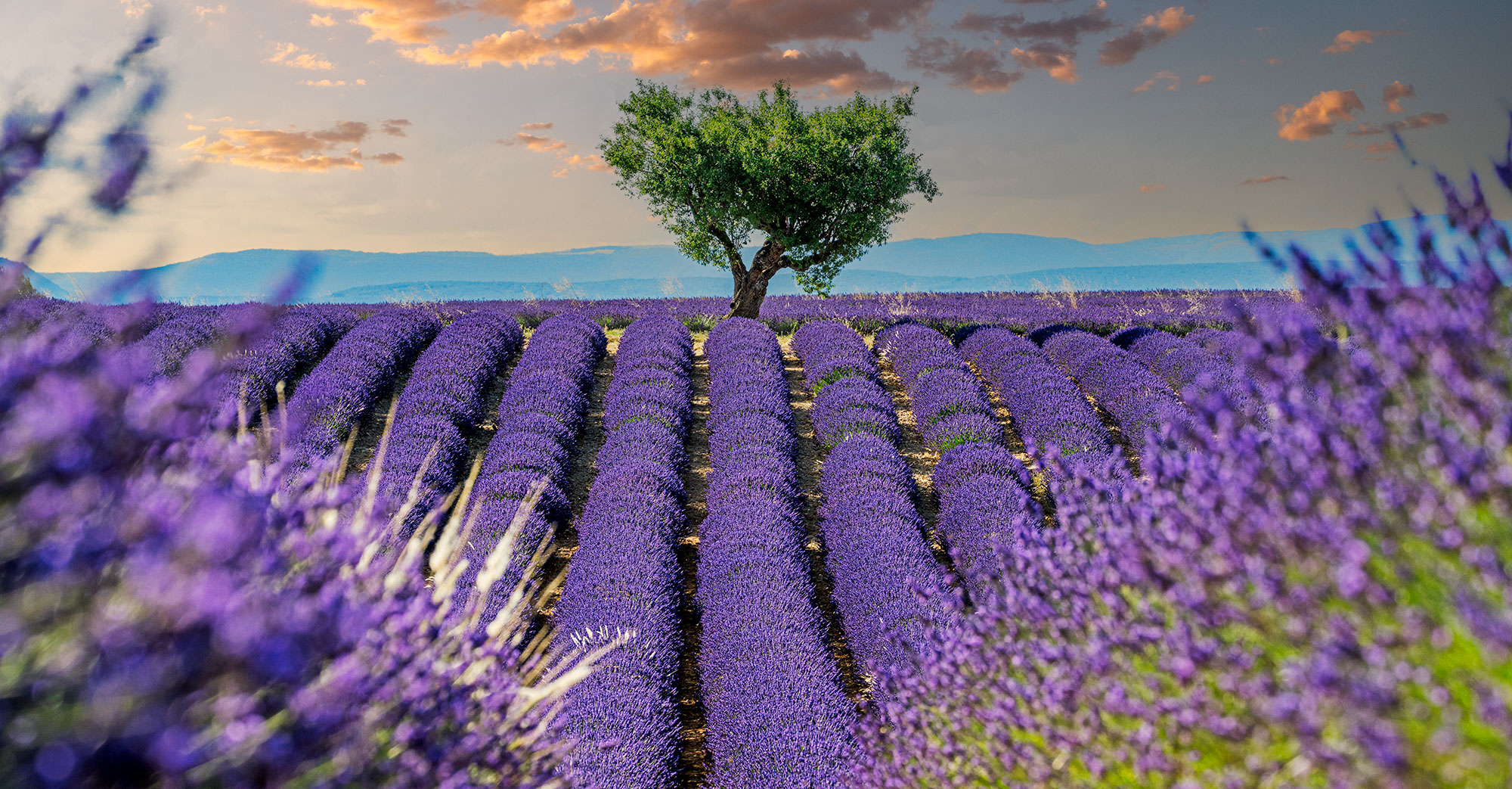 Lavendelfeld fotografiert auf einer Fotoreise durch den Süden Frankreichs mit Benny Rebel Fotosafaris GmbH.