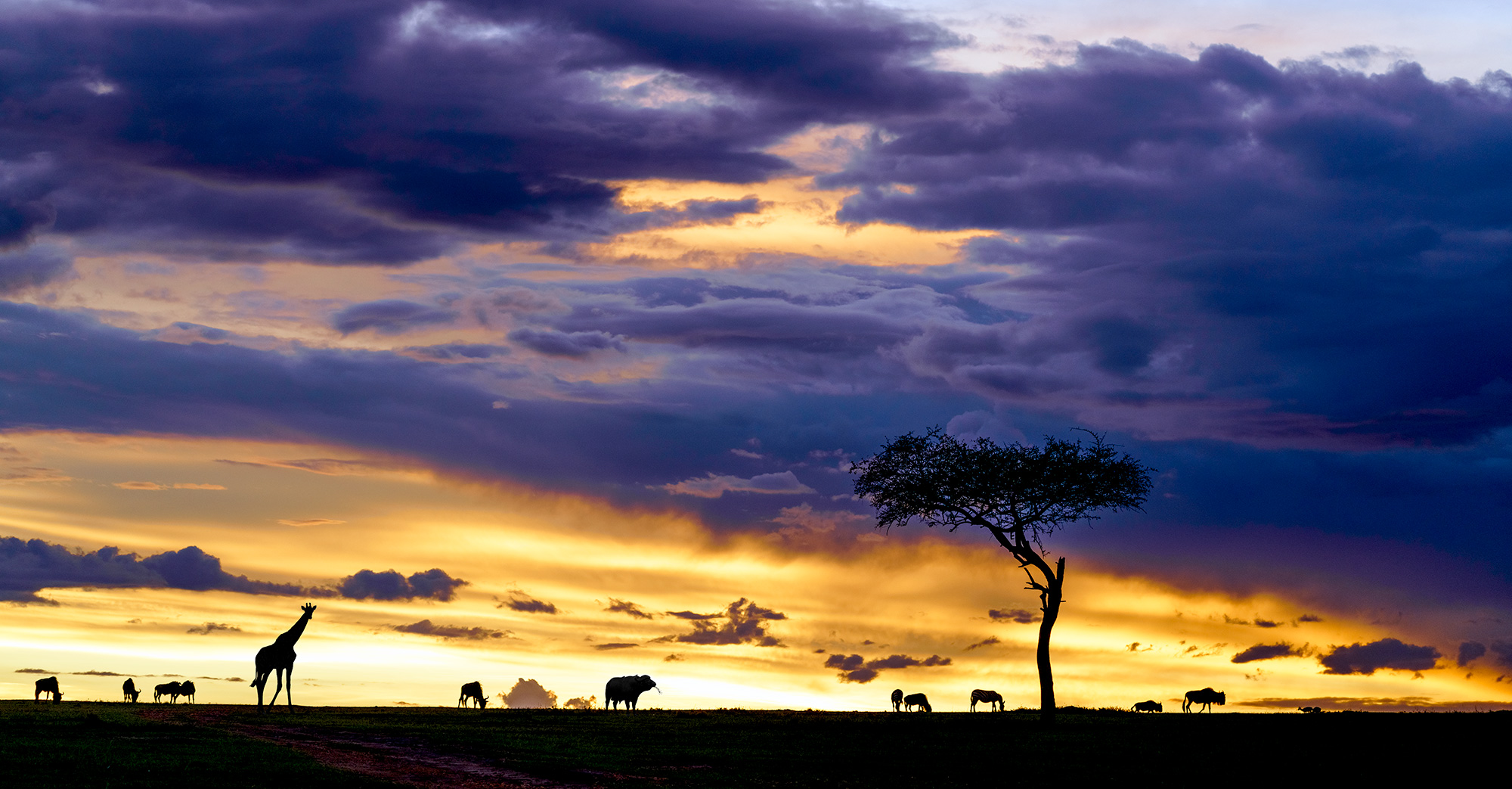 Tierherde auf einem Hügel in der Massai Mara aufgenommen auf einer Fotosafari mit Benny Rebel.