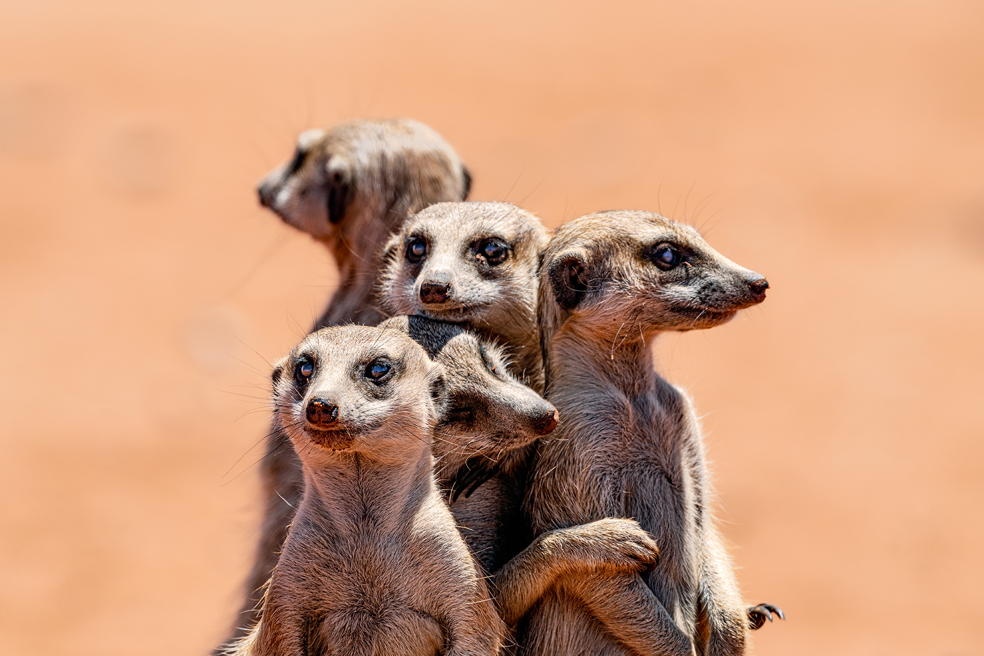 Erdmännchen fotografiert in der Kalahariwüste auf eine Fotosafari mit Benny Rebel.