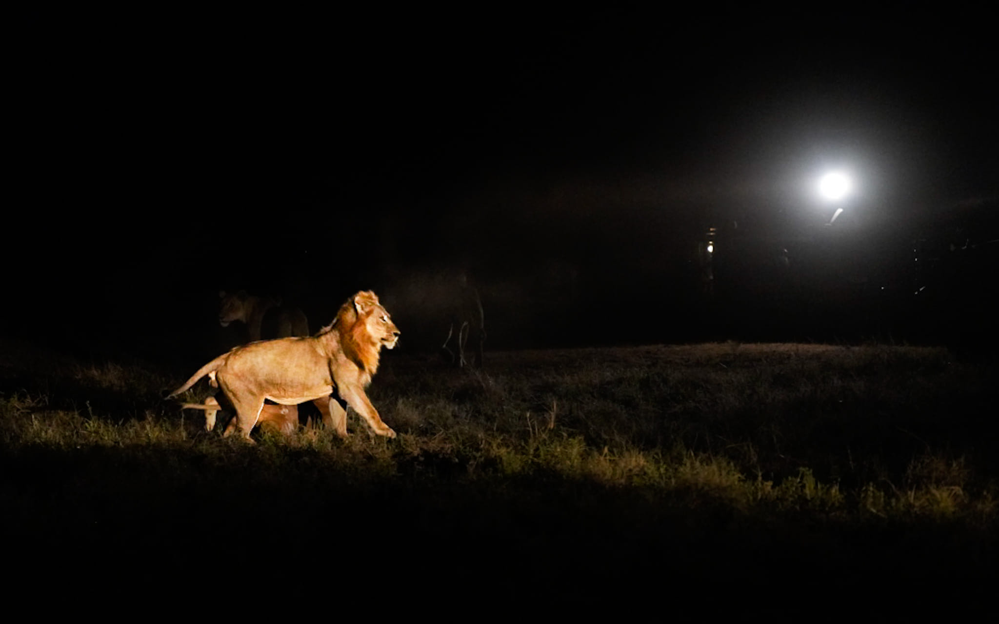 Wir haben vor 30 Minuten einen Leoparden beobachtet, der eine Impala jagen wollte und jetzt verfolgen wir Löwen bei ihrer Jagd.