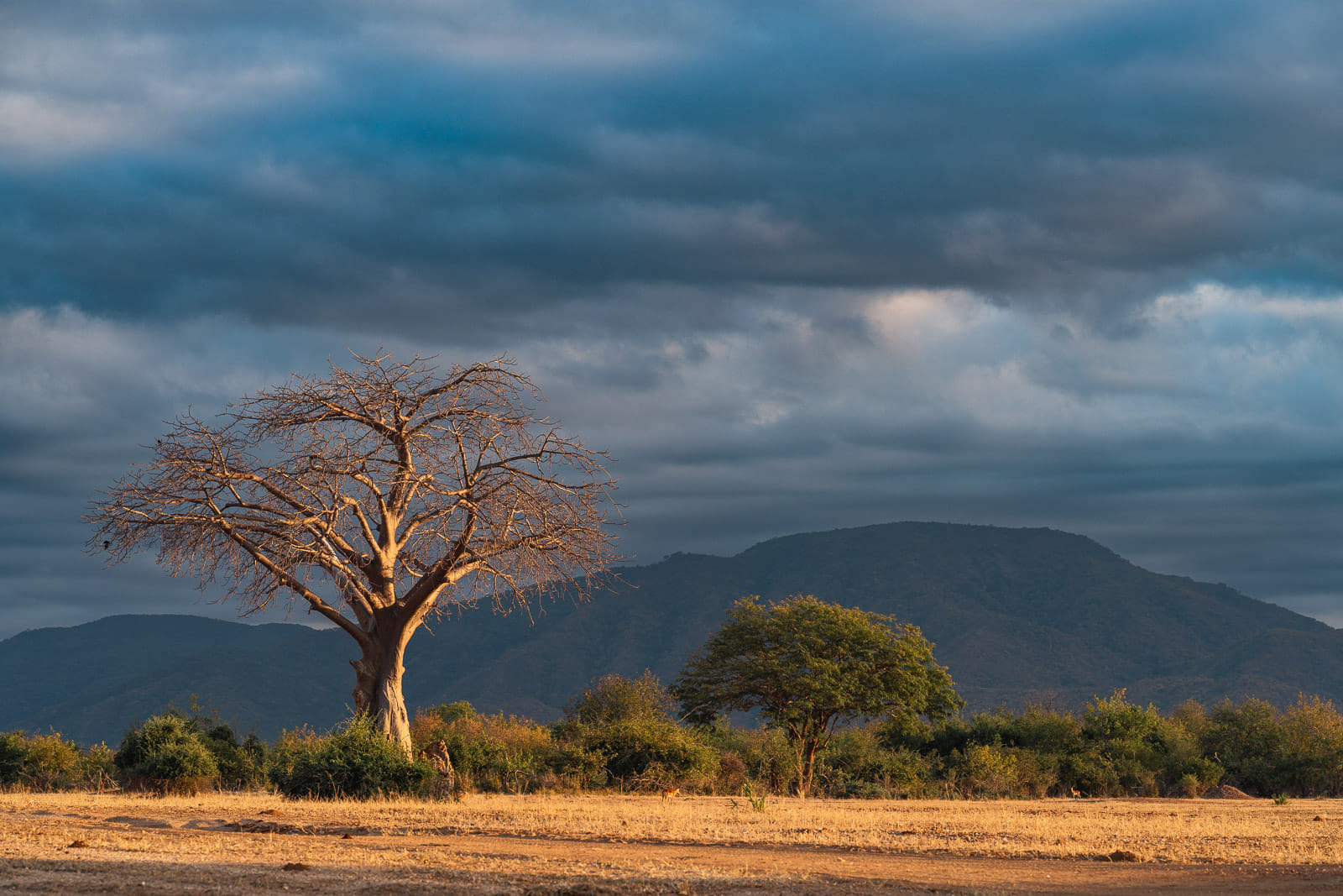Fotoreise-Sambia-Tierfotografie-4