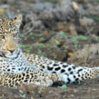 Unser erster Leopard nach nur 10 Minuten Safari