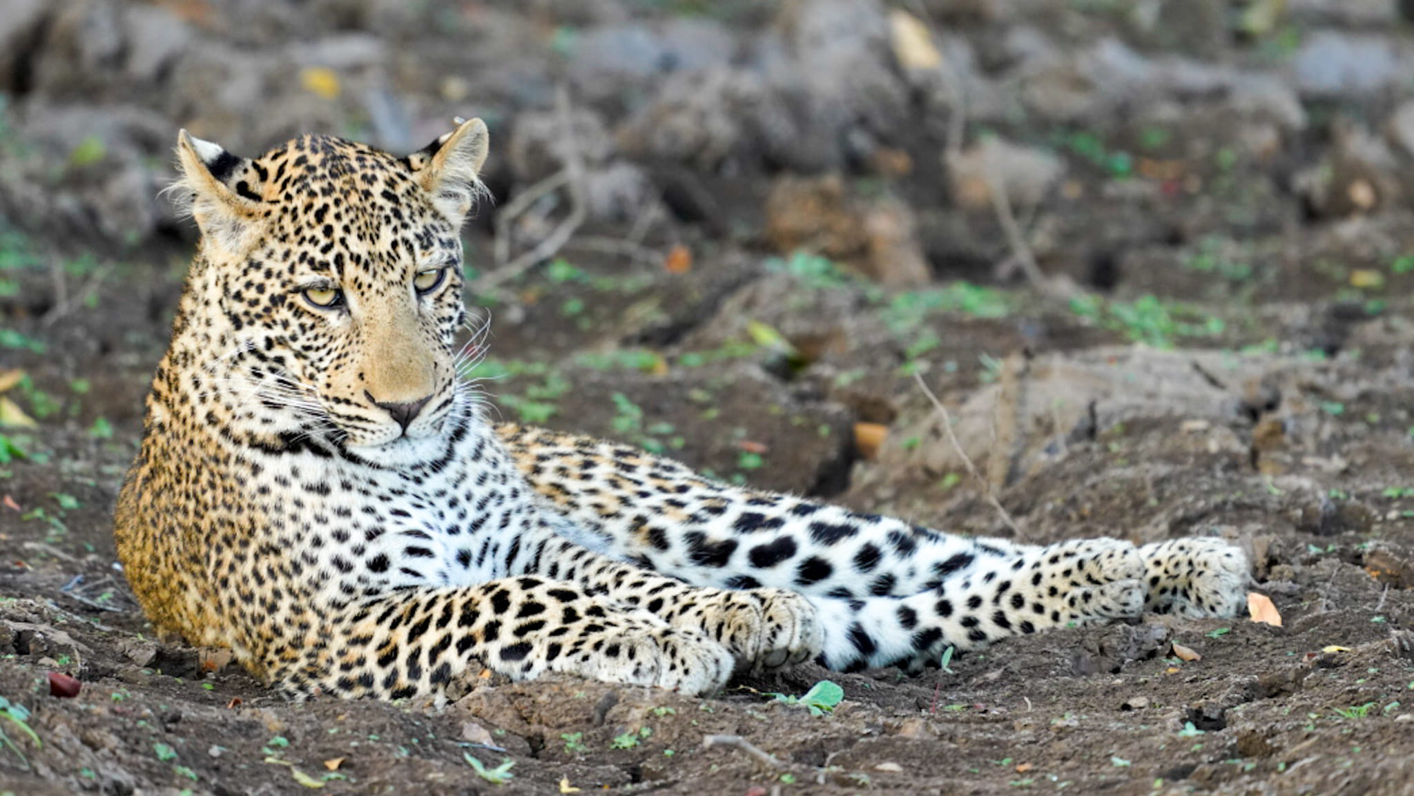 Ich hatte Euch geschrieben, dass wir in Sambia häufig Leoparden sehen und voila. Wir sind heute in South Luangwa angekommen und siehe da!
