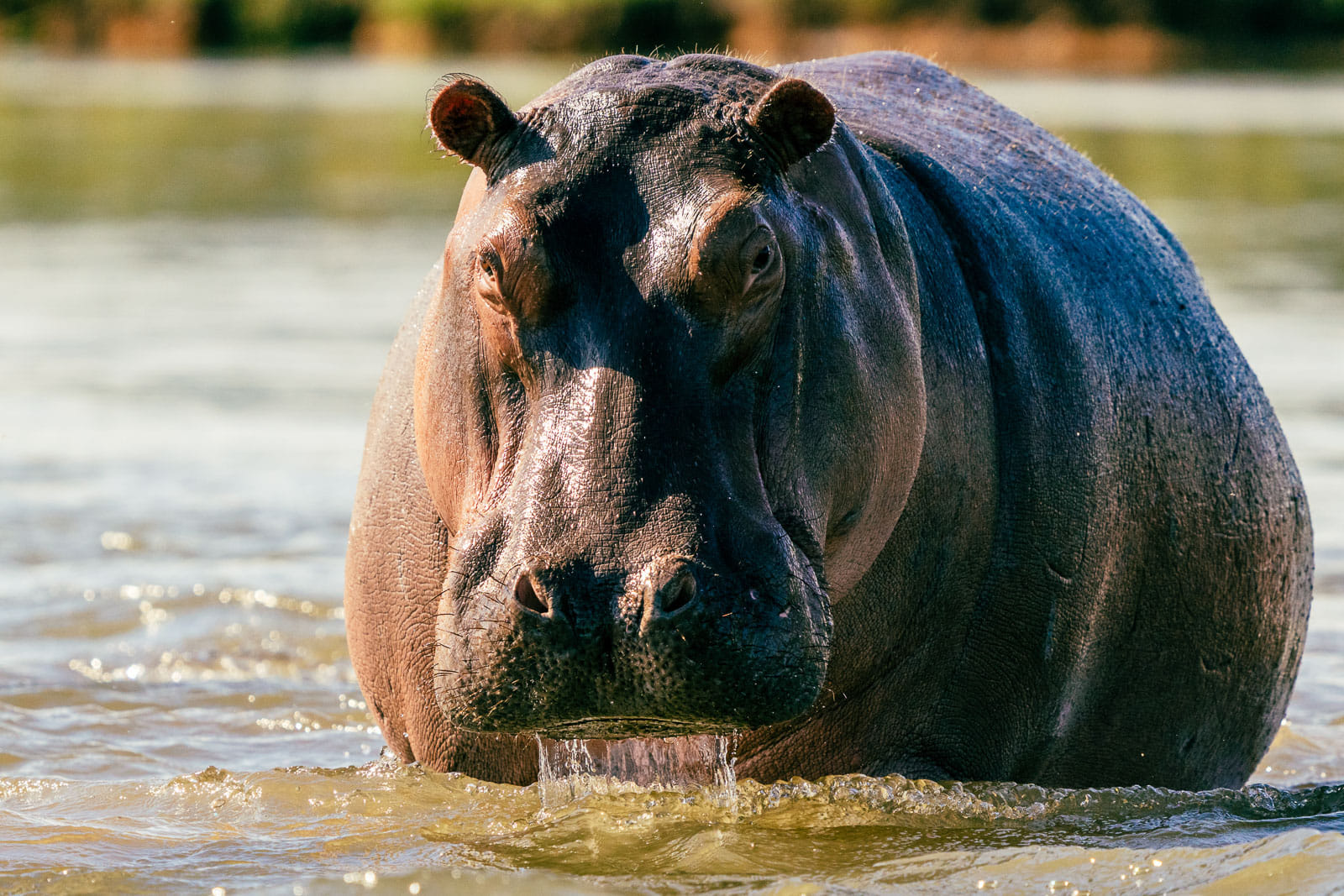 Fotosafari-Sambia-Hippos-1