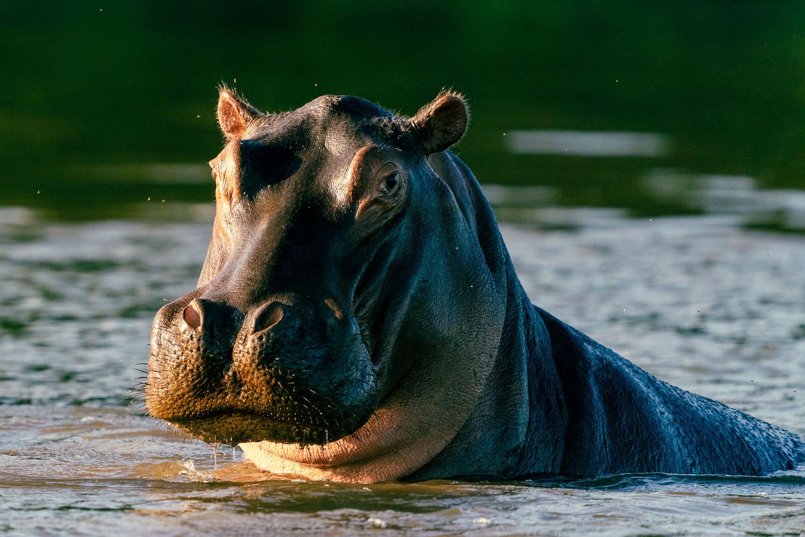 Fotosafari-Sambia-Hippos-10