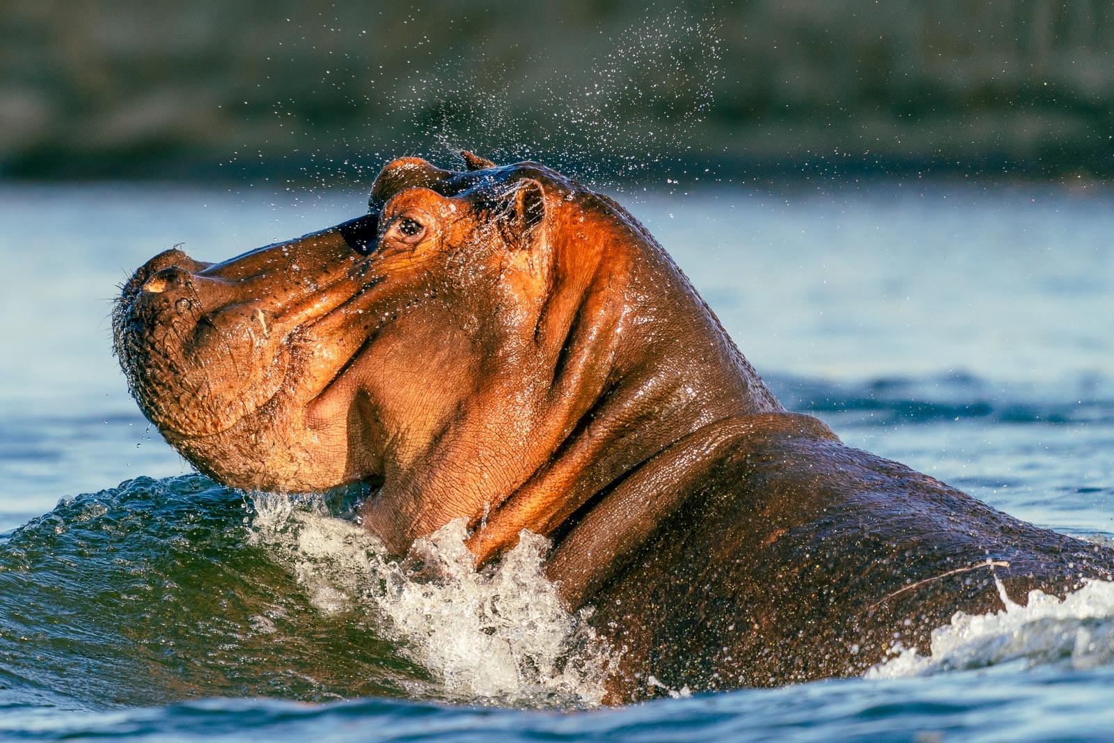 Fotosafari-Sambia-Hippos-11