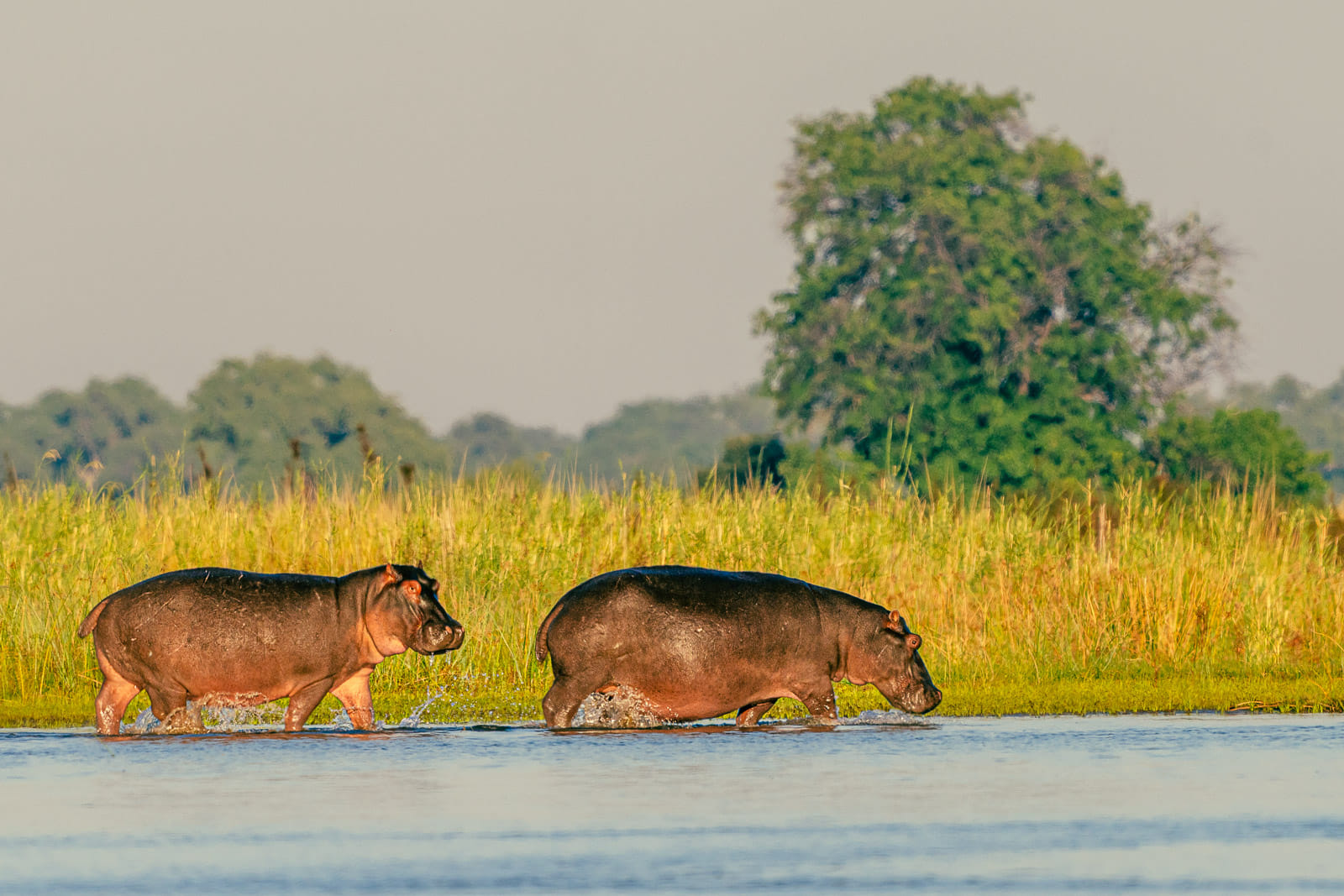 Fotosafari-Sambia-Hippos-13