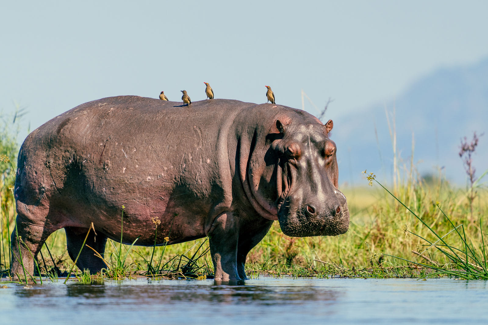 Fotosafari-Sambia-Hippos-3