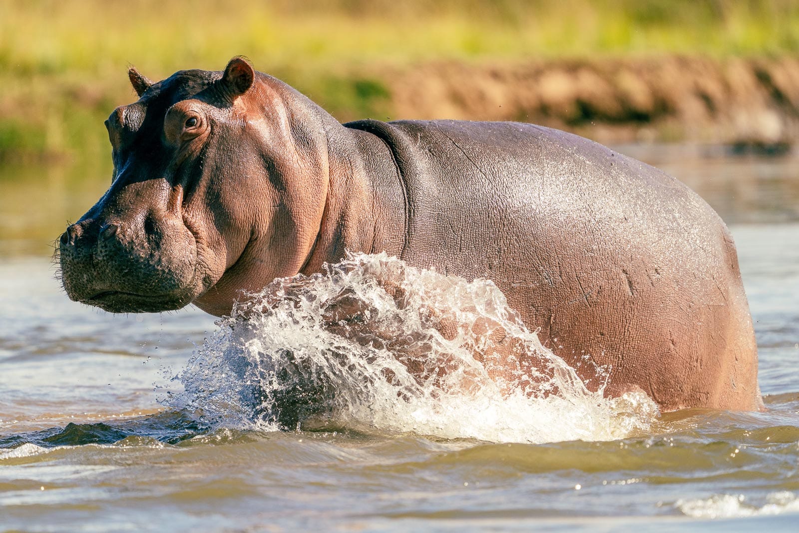 Fotosafari-Sambia-Hippos-4
