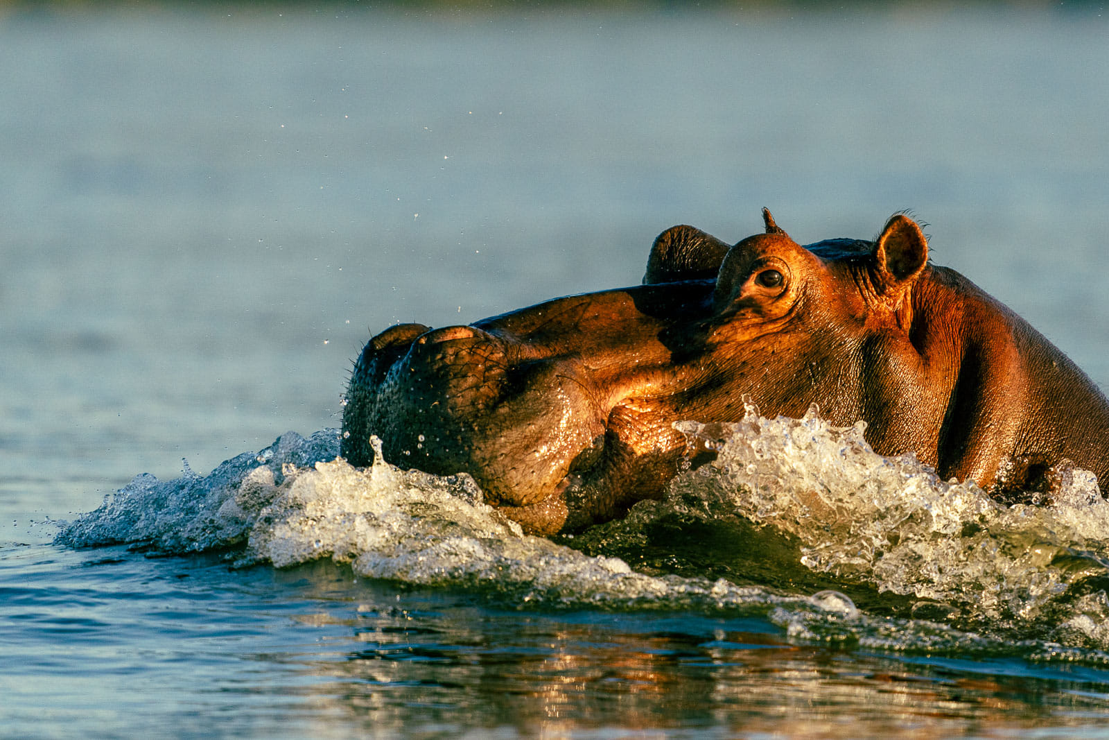 Fotosafari-Sambia-Hippos-5