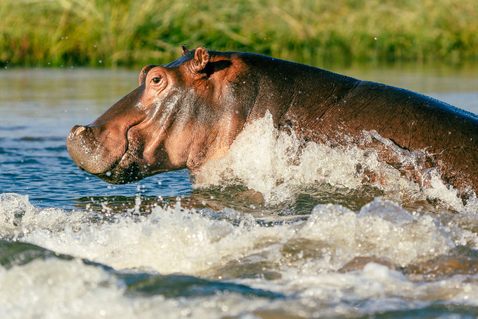 Fotosafari-Sambia-Hippos-7