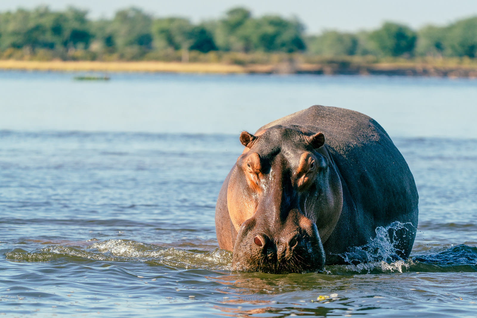 Fotosafari-Sambia-Hippos-8