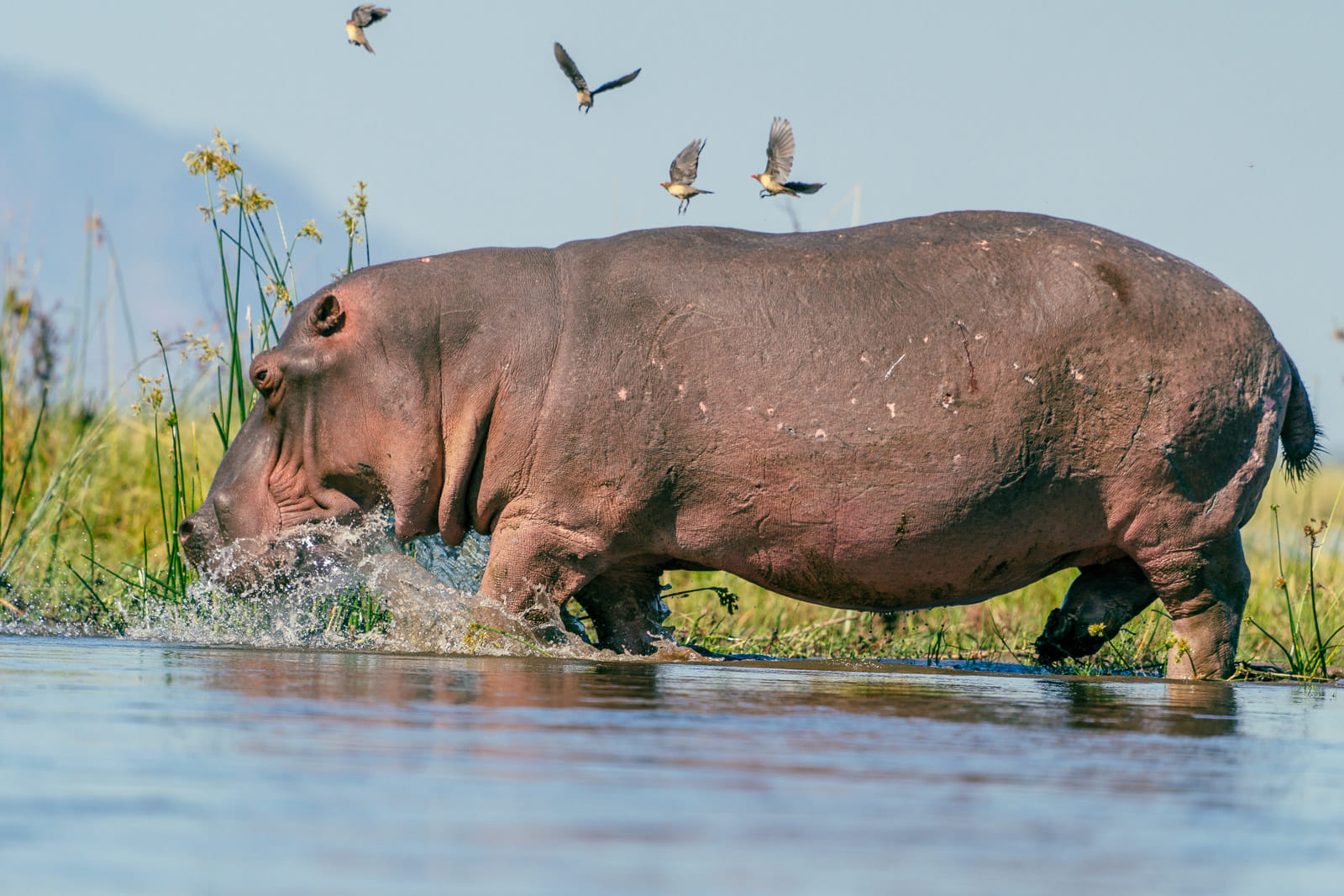Fotosafari-Sambia-Hippos-9