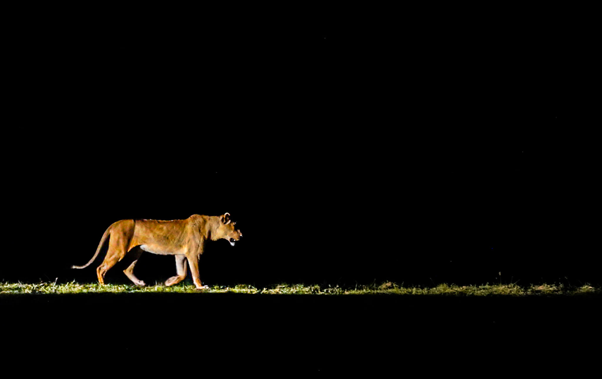 Live-Bericht aus dem Luangwa Nationalpark. Fünf Löwen sind gerade auf der Jagd und wir beobachten das Anpirschen.