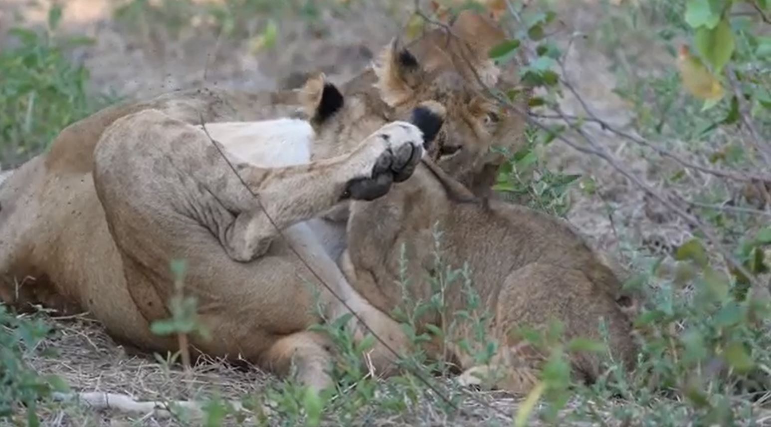 Fotosafari durch die Wildnis Sambias. Eine Löwenfamilie hat heute einen Kudu gejagt und die acht Mitglieder der Familie ruhen sich gerade aus