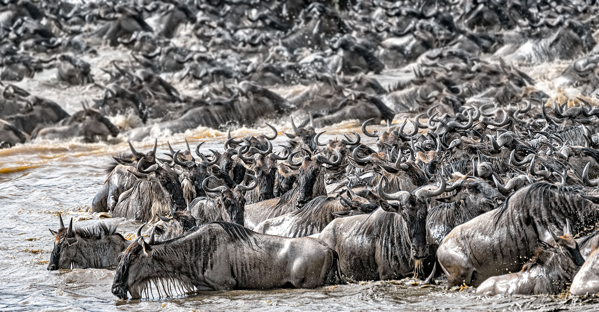 Gnus am Mara Fluss bei der Migration in Kenia fotografiert auf einer Fotoreise mit Benny Rebel Fotosafaris GmbH.