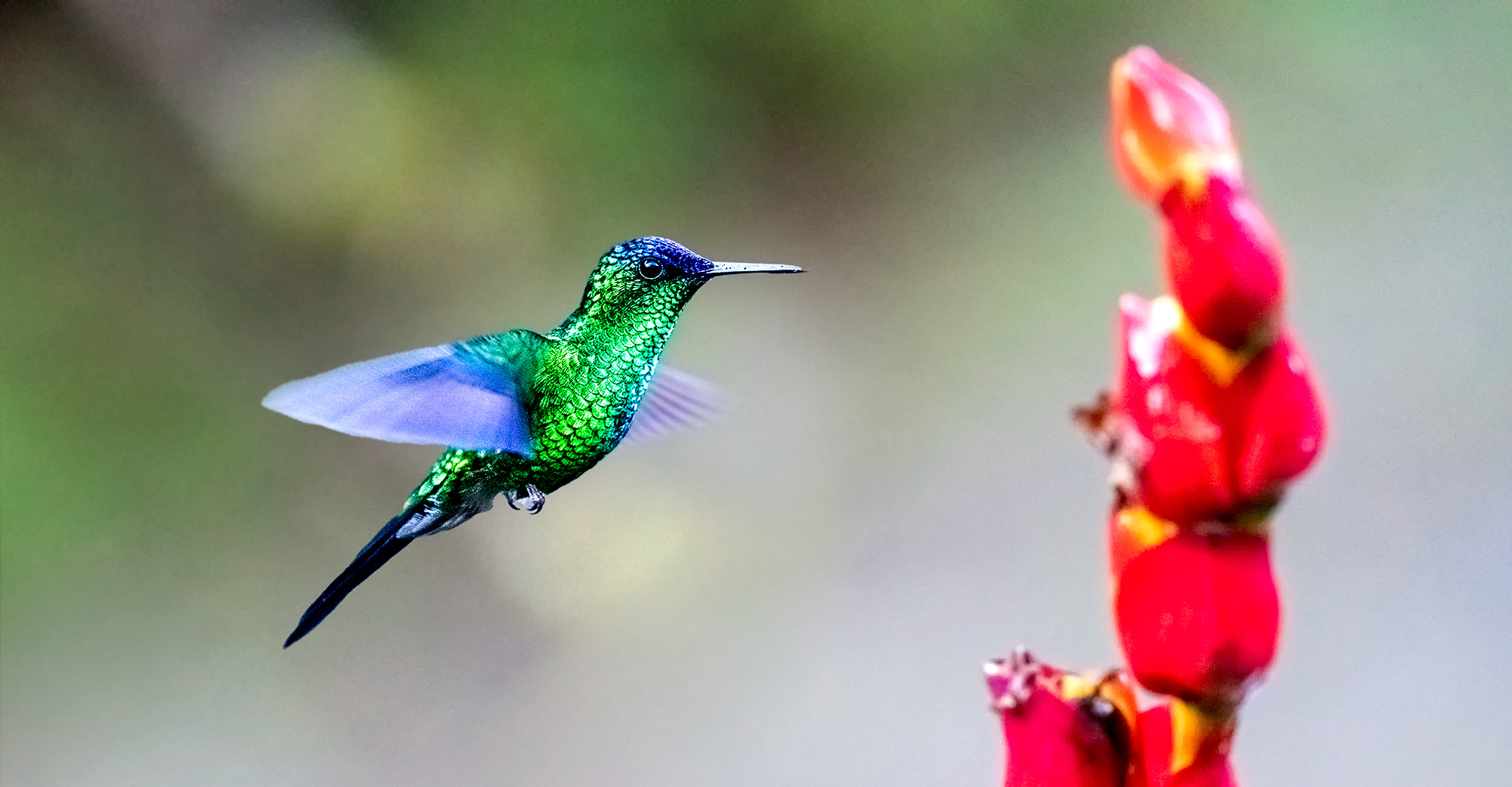 Kolibri fotografiert im Brasiliens Urwald auf einer Fotoreise mit Benny Rebel Fotosafaris GmbH.