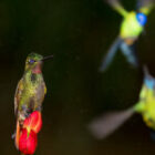 Ein Kolibri sitzt im Regen, während zwei andere sich in der Luft streiten