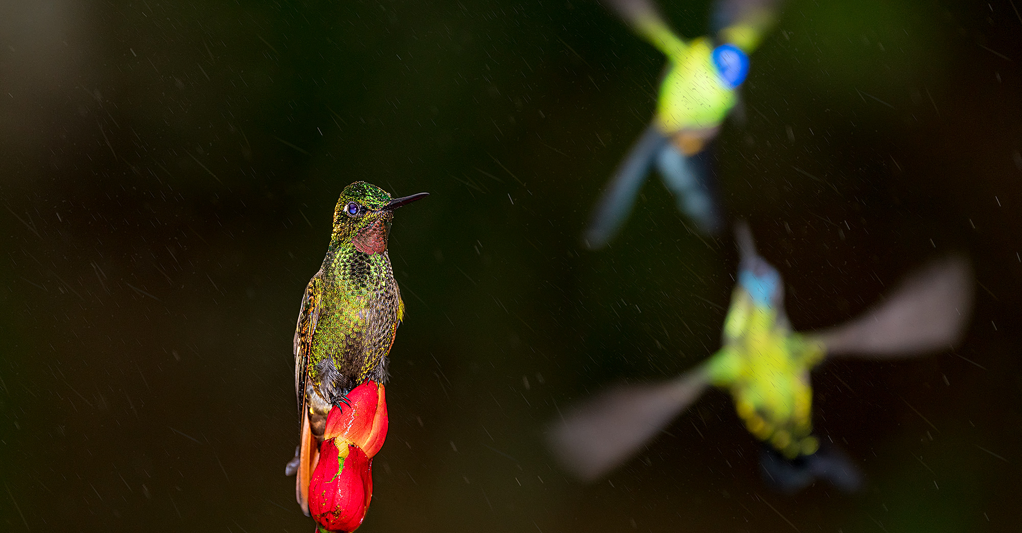 Kolibri fotografiert auf einer Fotoreise durch Brasilien mit Benny Rebel Fotosafaris GmbH.