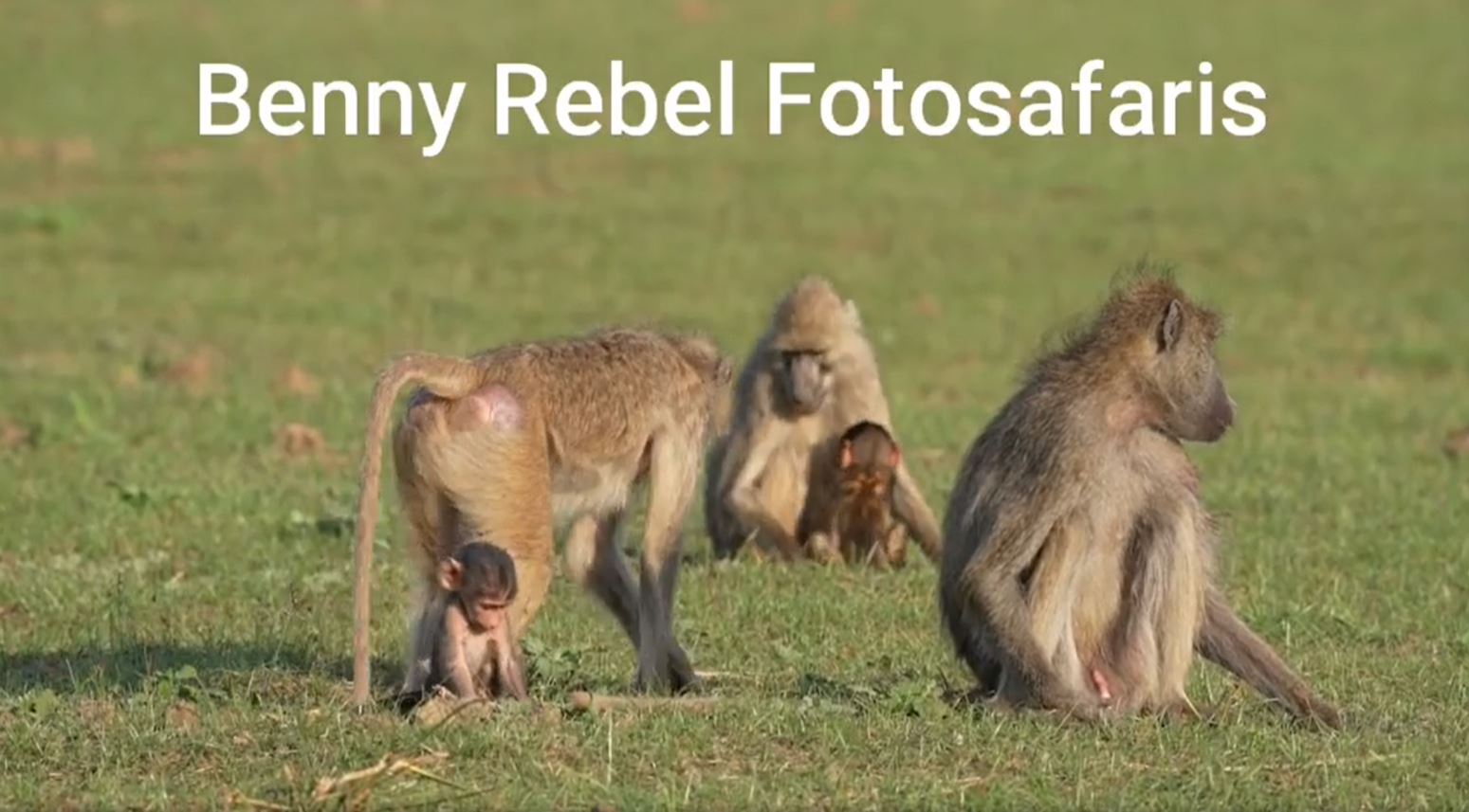 Hier in South Luangwa Nationalpark sind diese Affen sehr häufig und einfach zu beobachten. Wir haben hier viel Spaß.