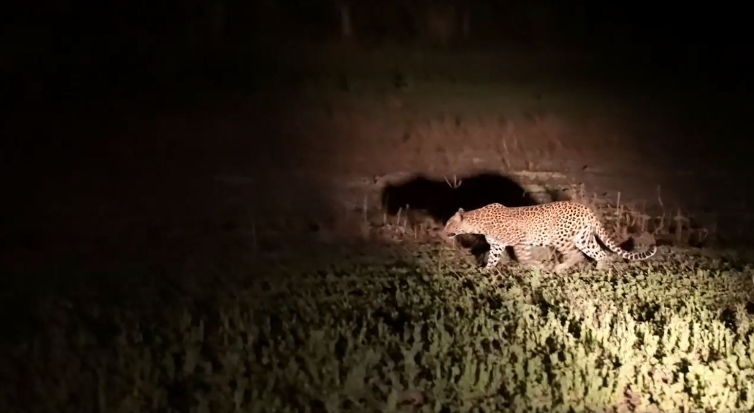 In der Dunkelheit sind die Raubkatzen aktiv und nirgendwo anders ist es einfacher Leoparden zu finden als hier im South Luangwa Nationalpark.