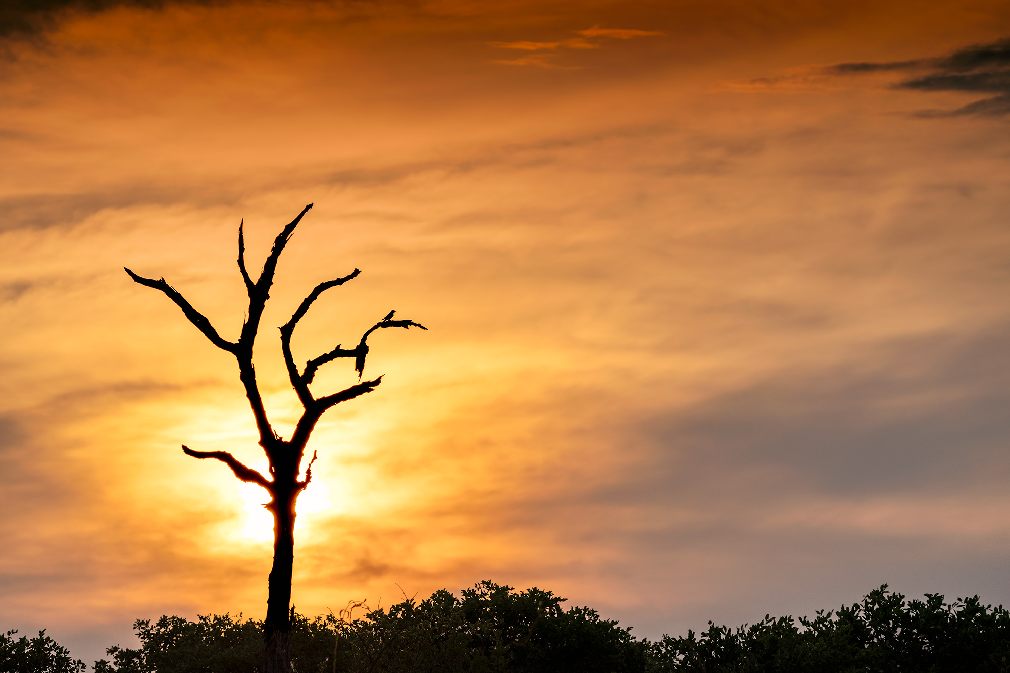 Sonnenuntergang und Baum auf einer Fotoreise mit Benny Rebel Fotosafaris fotografiert.