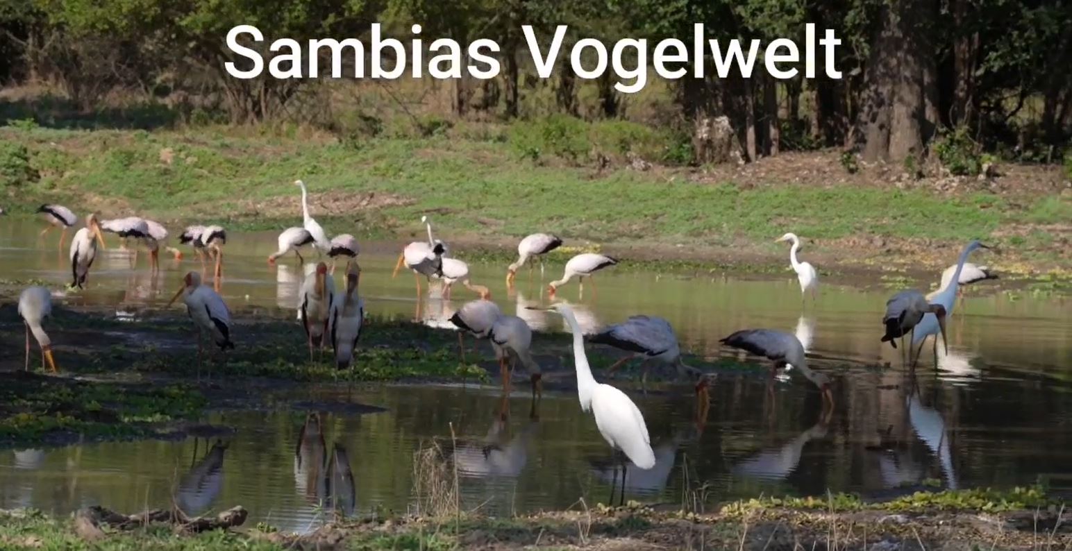 480 verschiedene Vogelarten leben hier im South Luangwa Nationalpark und diese sind oft hervorragende Fotomotive.