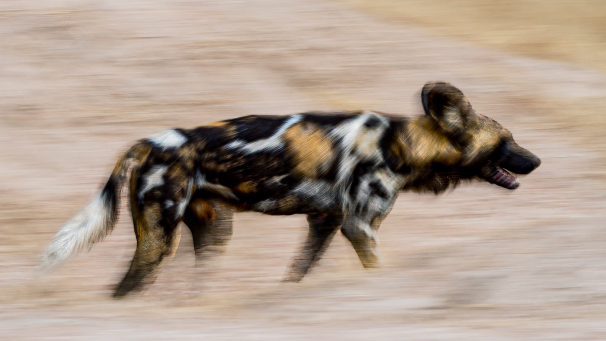 Seitdem wir im South Luangwa Nationalpark unterwegs sind, haben wir jeden Tag eine Wildhundfamilie mit 21 Tieren gefunden und fotografiert.