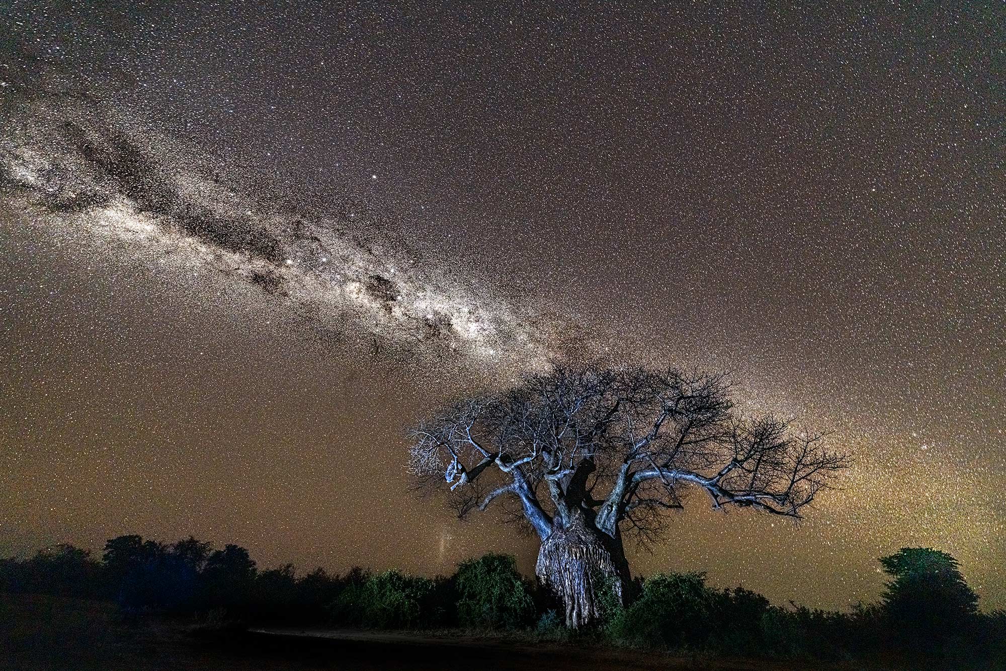 Affenbrotbaum / Baobab fotografiert zusammen mit der Milchstraße auf einer Fotoreise durch Sambia mit Benny Rebel Fotosafaris.
