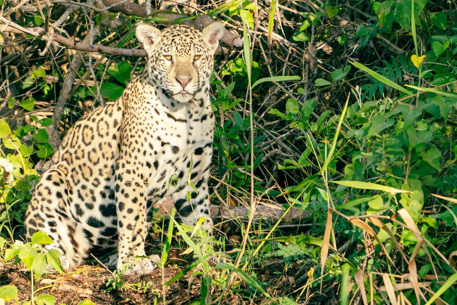 Fotoreise-Brasilien-Jaguar Fotosafaris mit Benny Rebel. Heute Vormittag war unsere erste Pirschfahrt im Zentrum des Pantanals, wo die meisten Jaguare leben.
