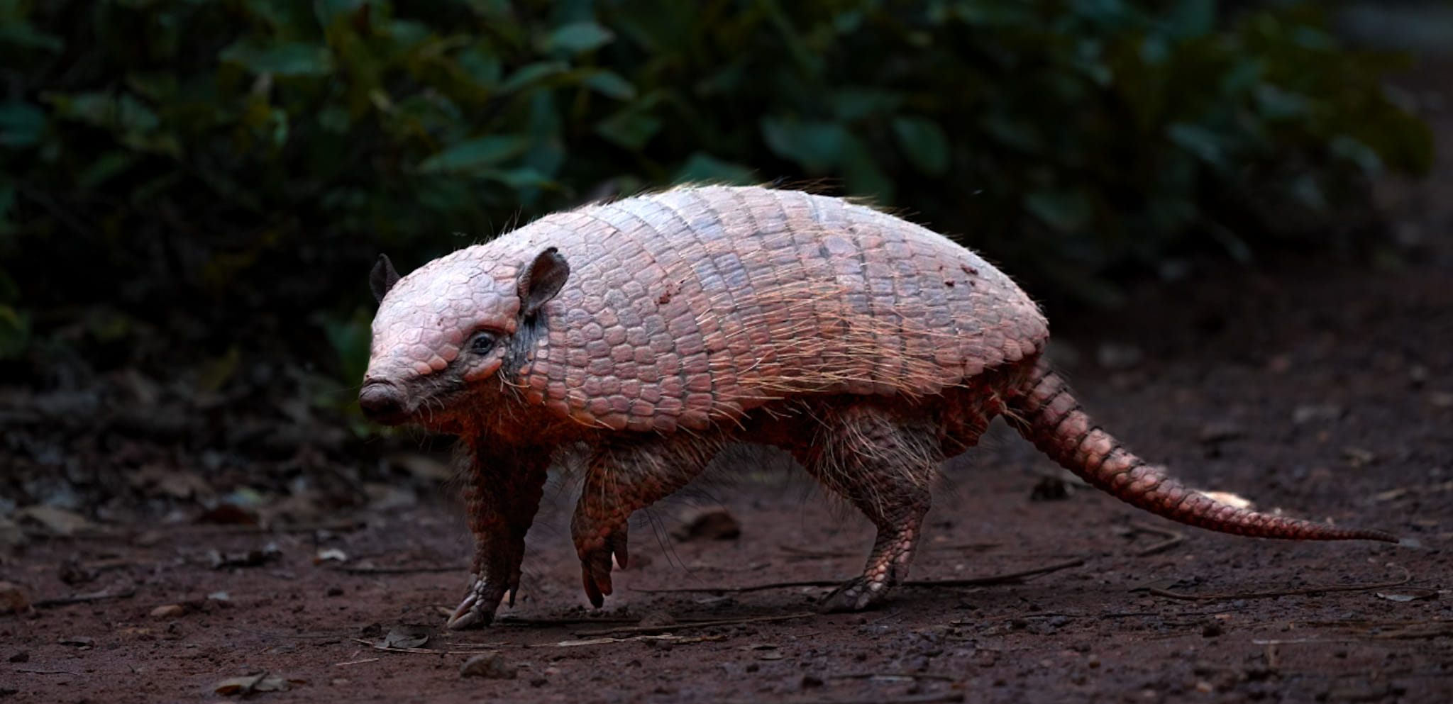 Wir beobachten gerade ein Gürteltier in der Wildnis Brasiliens. Ich bin sehr glücklich, dieses seltenes Tier zu fotografieren.