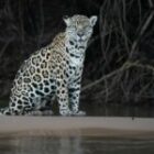 Wieder ein spektakulärer und erfolgreicher Tag im Pantanal