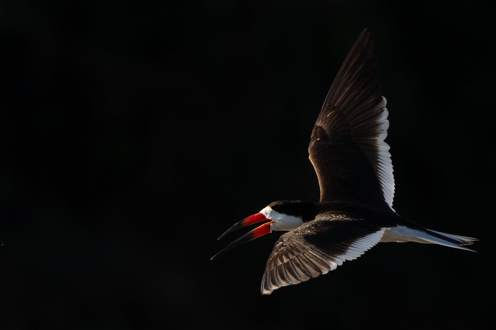 Fotosafari-Brasilien-Tierfotografie-30 Fotoreise mit Benny Rebel. Wir fahren gleich wieder raus, um zuerst noch mehr Bilder von den fliegenden Scherenschnäbel aufzunehmen.