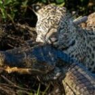 Ein Jaguar tötet einen Kaiman vor unseren Kameras