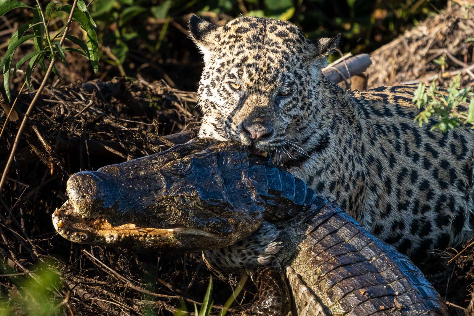 Fotosafari-Brasilien-Tierfotografie-31 Fotoreise mit Benny Rebel Fotosafaris GmbH. Unsere Fotoreisen sind immer erfolgreich. Manche sind jedoch sensationeller und ergiebiger.