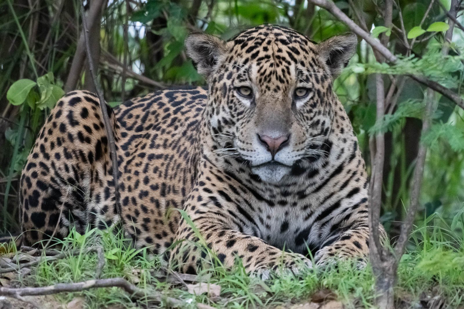 Vier Tage unserer Fotoreise haben wir im Reich der Jaguare verbracht und wir haben in diesen vier Tagen 12 majestätische Jaguare gesehen.