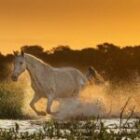 Neuer Pferde-Fotoworkshop in Brasilien