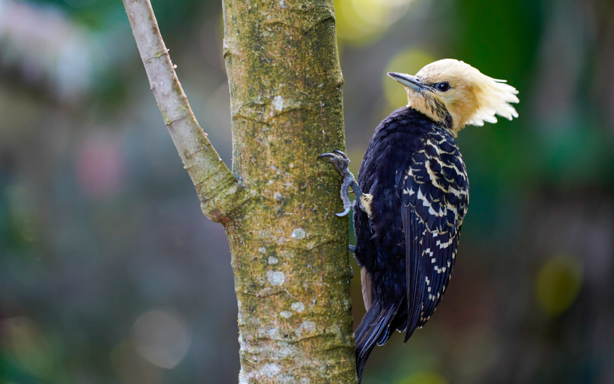Fotoreise durch die Wildnis Brasiliens. Es ist wieder sensationell schön hier und wir haben bereits jetzt tausende Bilder aufgenommen.
