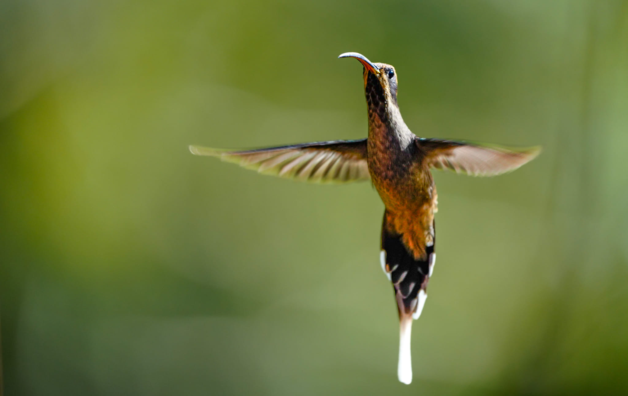 Kolibri in der Wildnis Brasiliens - Benny Rebel Fotosafaris GmbH