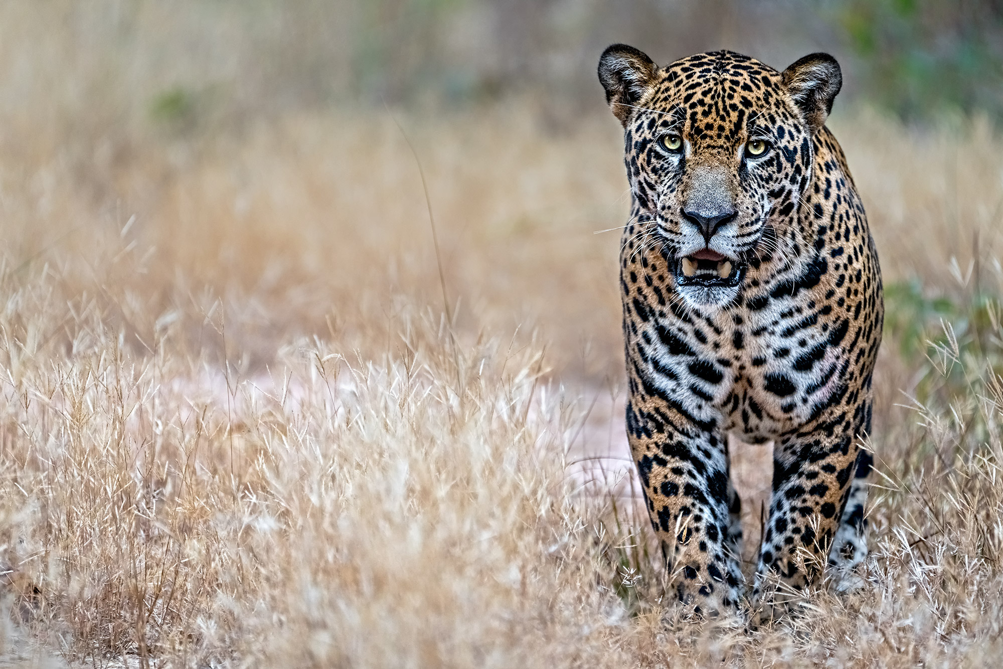 Jaguar fotografiert in Brasilien auf einer Fotoreise mit Benny Rebel Fotosafaris GmbH.