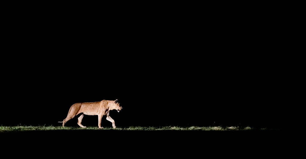 Löwe fotografiert auf einer Fotoreise mit Benny Rebel Fotosafaris durch Sambia.