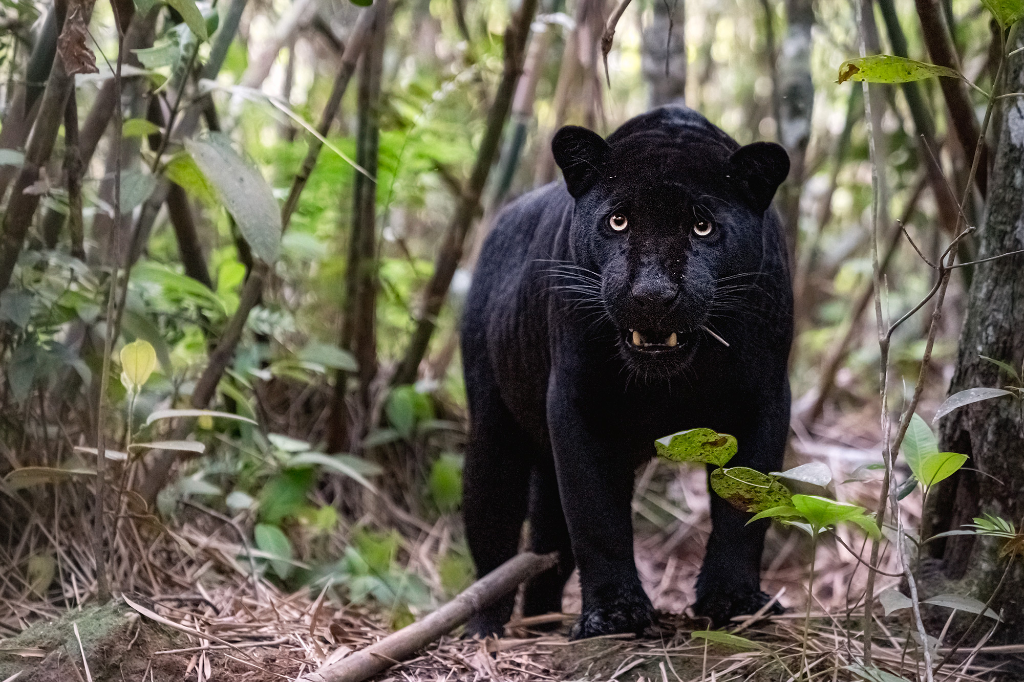 Schwarzer Panther fotografiert auf einer Fotoreise mit Benny Rebel durch Brasilien. Black Panther Fotosafari.