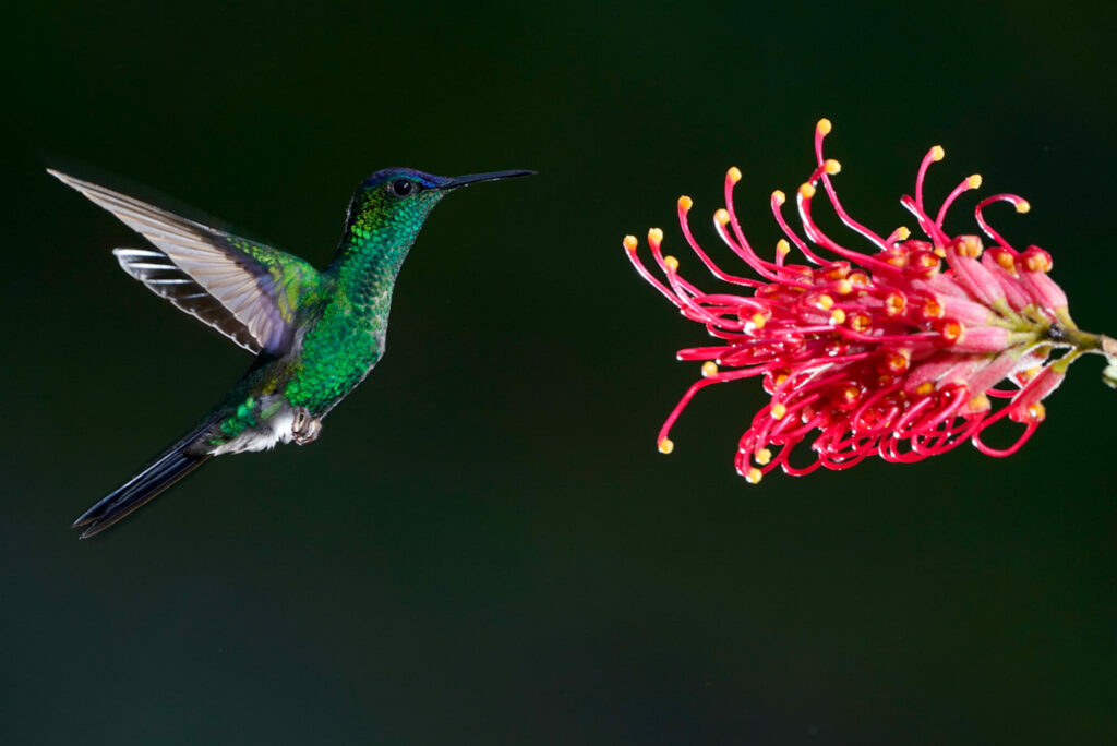 Dies ermöglicht unseren Fotografen kreative Möglichkeiten, in der Wildnis zu fotografieren. Fotoreise durch die Wildnis Brasiliens.