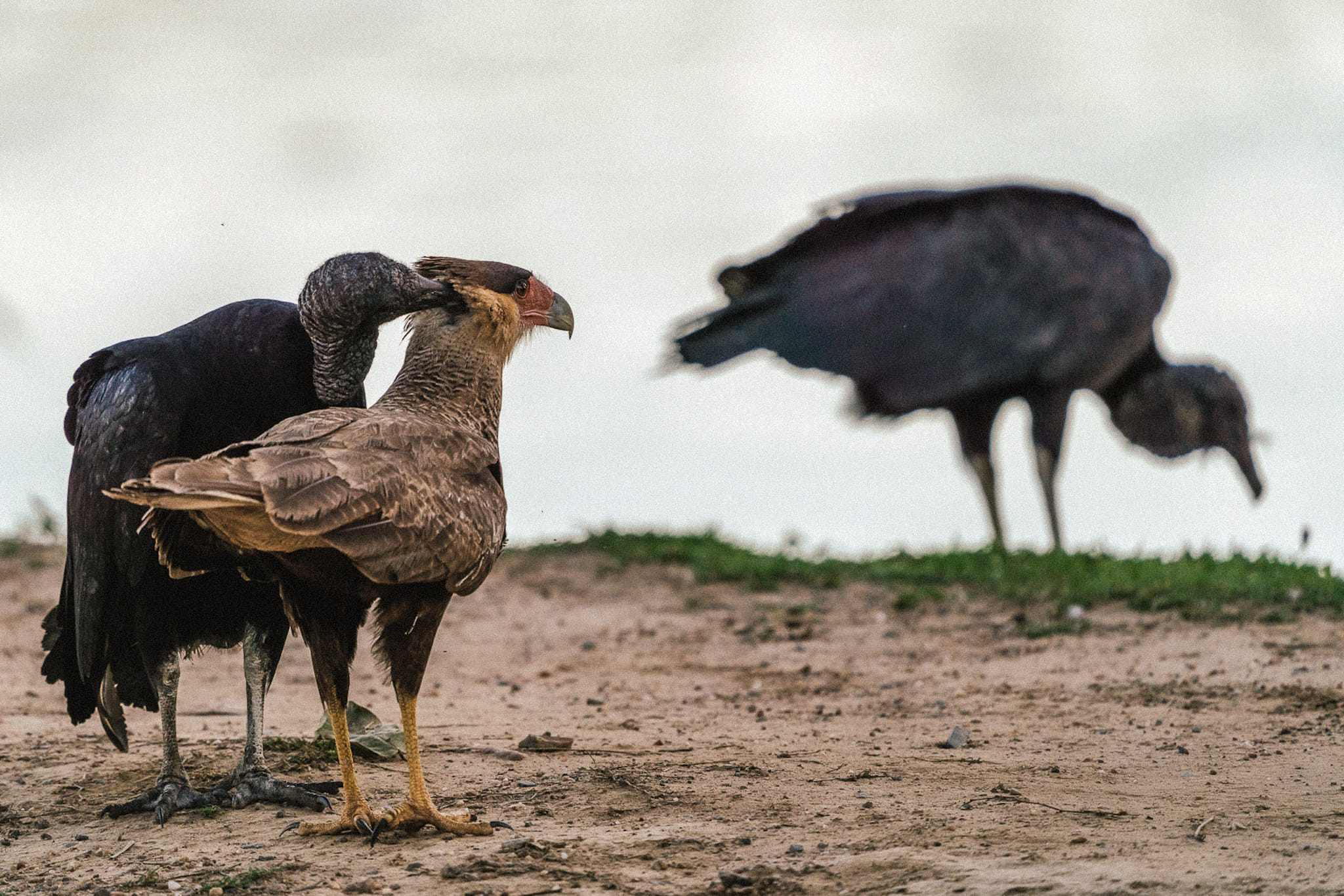 Fotoreise-Tierfotografie-Brasilien-21 Ein Rabengeier ist in einen Karakara verliebt und schmust mit dem Vogel, der einer anderen Art angehört. Warum denn auch nicht.