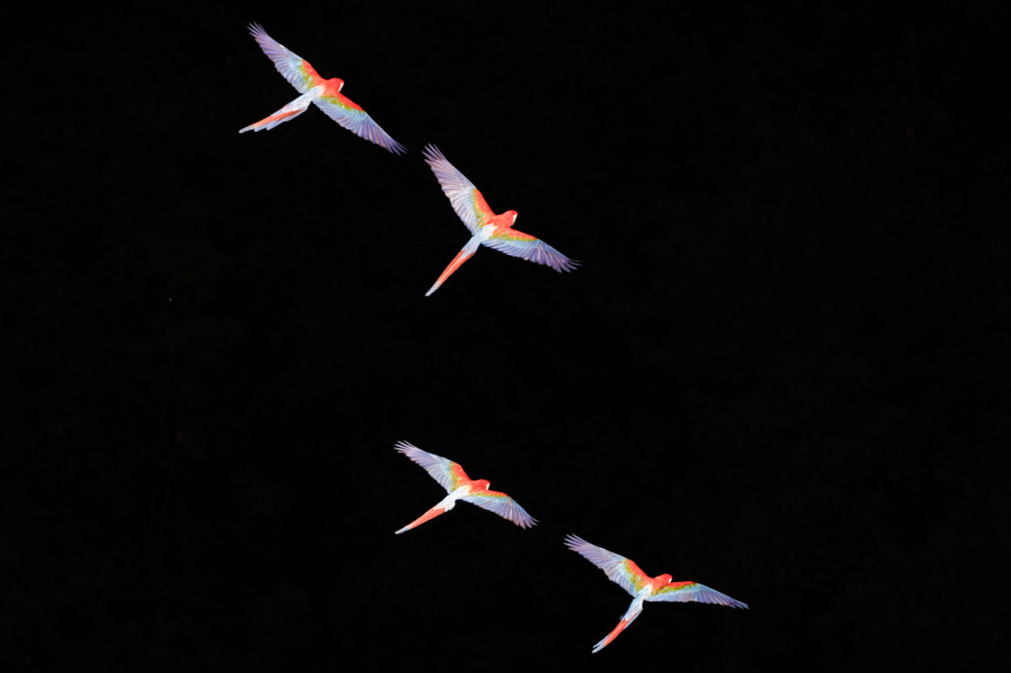 Fotoreise-Vogelfotografie-Brasilien Fotoreise mit Benny Rebel Fotosafaris GmbH aus Hannover. Vogelfotografie in der Wildnis Brasiliens. Frische Bilder.
