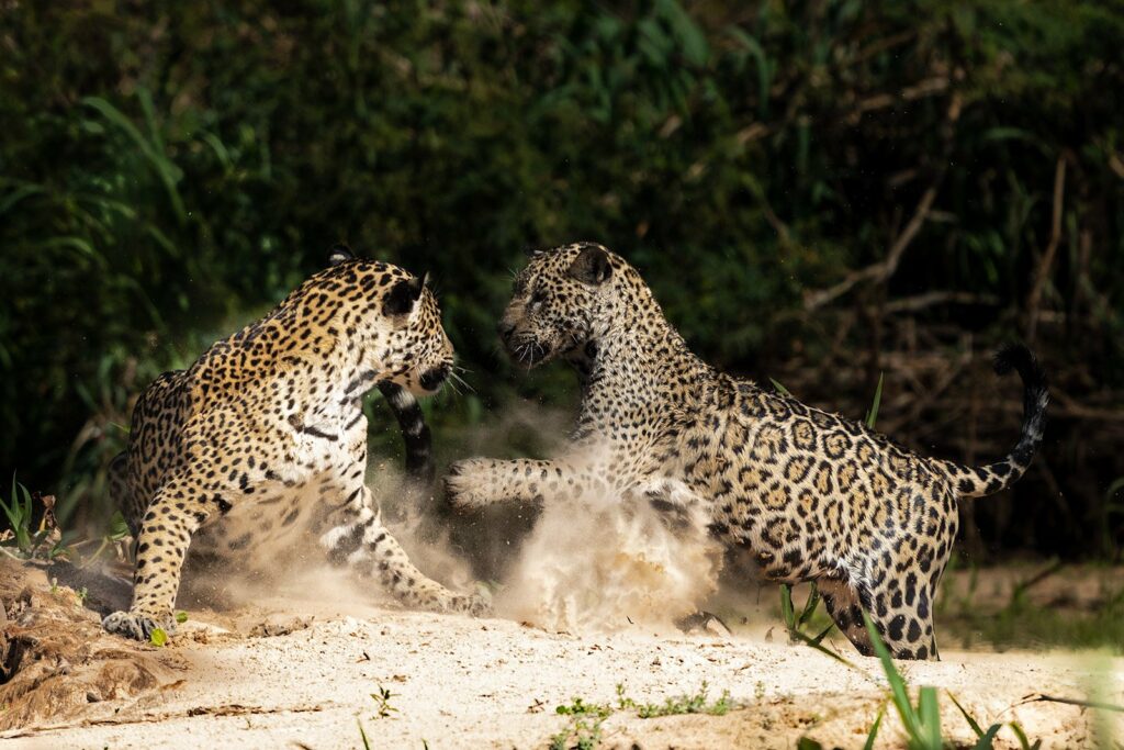 Heute Vormittag haben wir unter anderem vier verschiedene Jaguare gesehen und fotografiert. Drei davon waren Familienmitglieder.